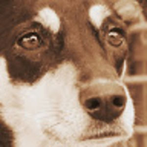 Meet your Posher, Hadley